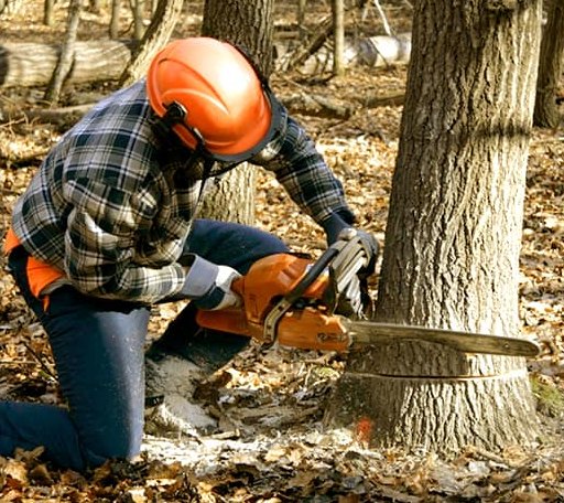 Tree Removal in Hampton, CT